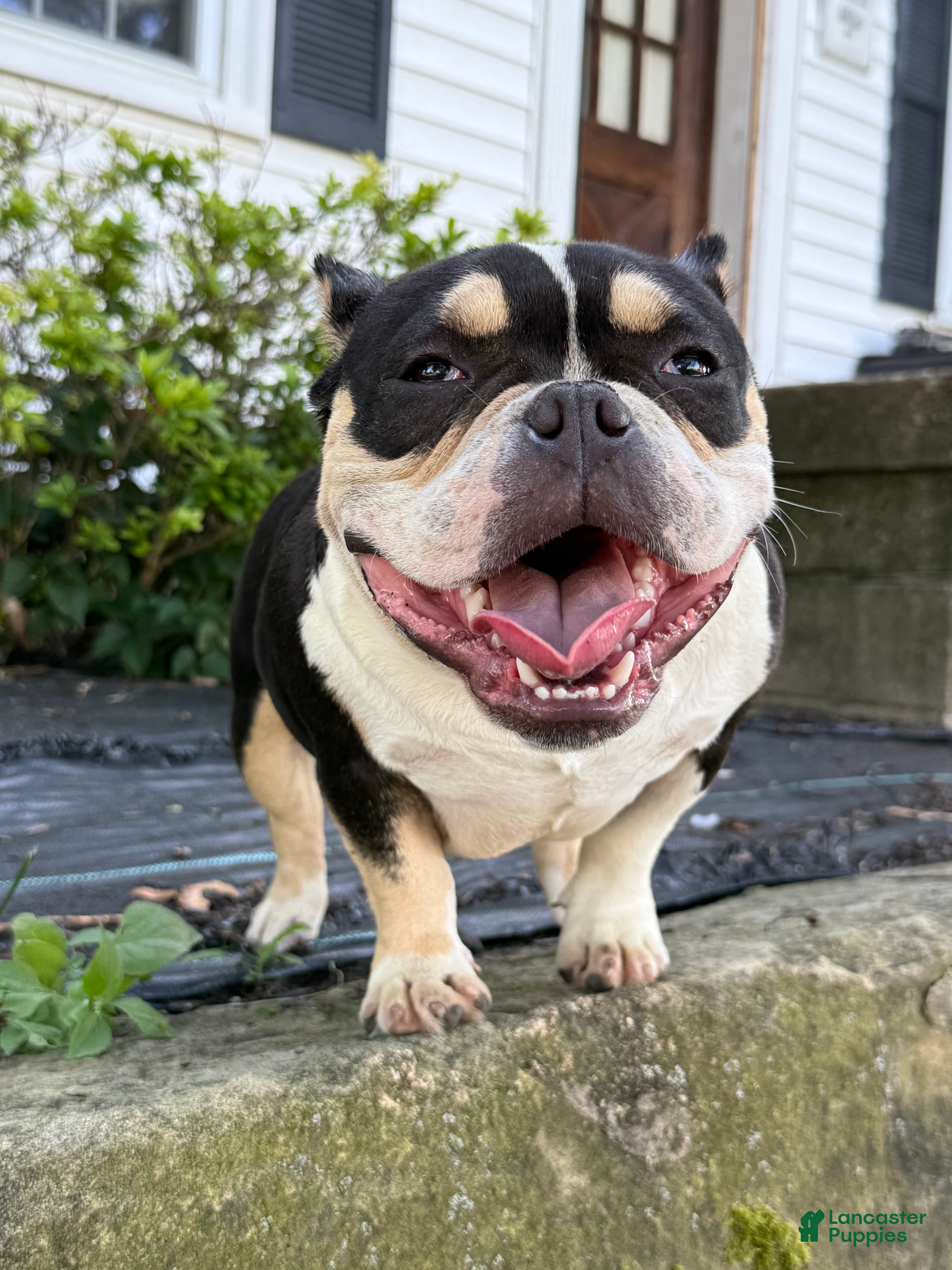 American Bully dogs Presley - Ad 2
