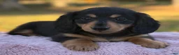 Miniature Dachshund dogs for sale: Etta - Ad 9