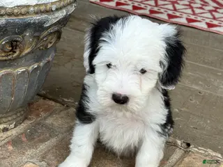 Mixed Breed dogs Norris - Ad 37