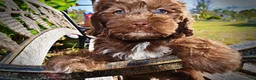 Havapoo dogs for sale: Prince - Ad 14