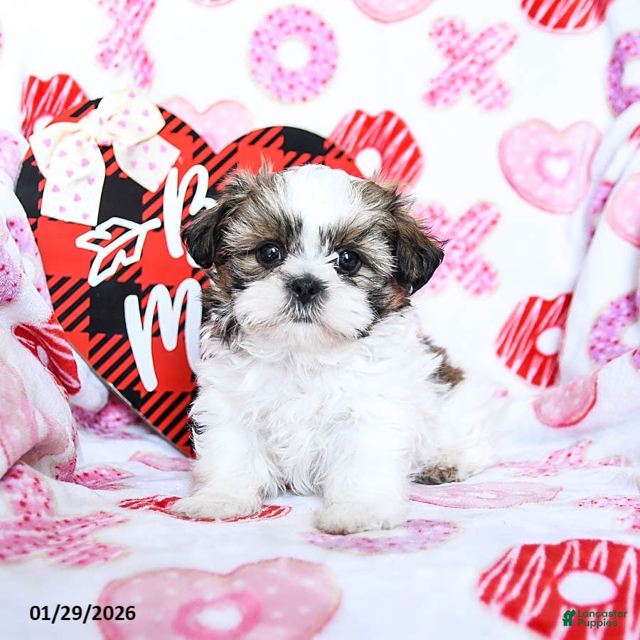 Shih Tzu dogs Granger - Ad 30