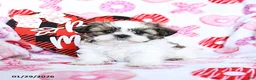 Shih Tzu dogs for sale: Granger - Ad 1
