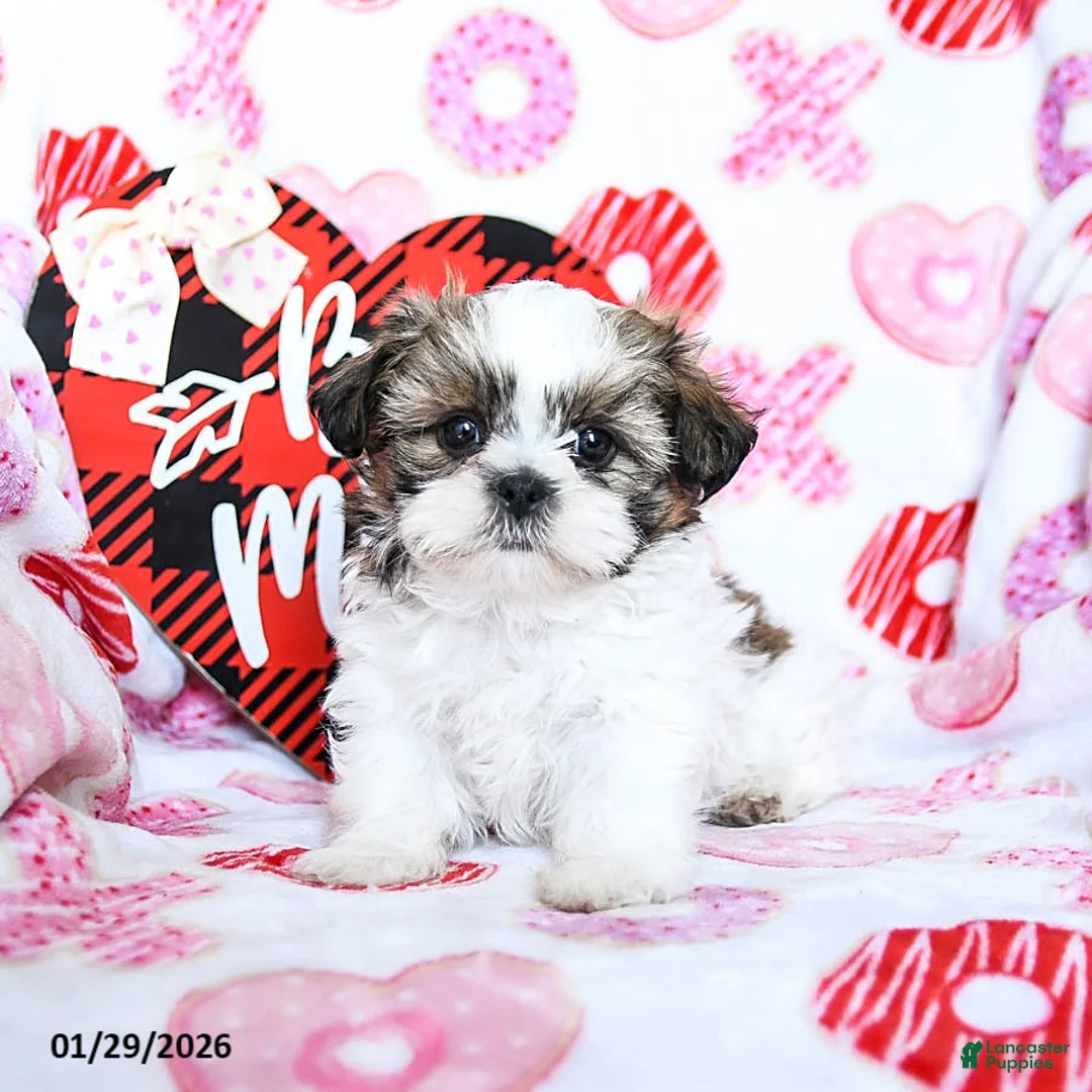 Shih Tzu dogs for sale: Granger - Ad 1