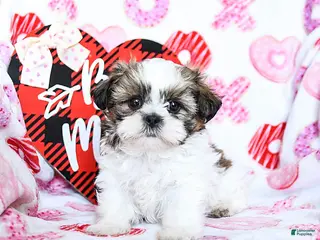 Shih Tzu dogs Granger - Ad 30