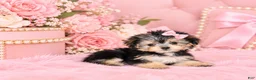 Morkie dogs for sale: Morkie 1 - Ad 2