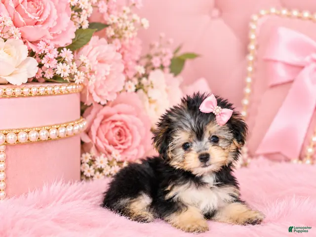 Morkie dogs for sale: Morkie 1 - Ad 2