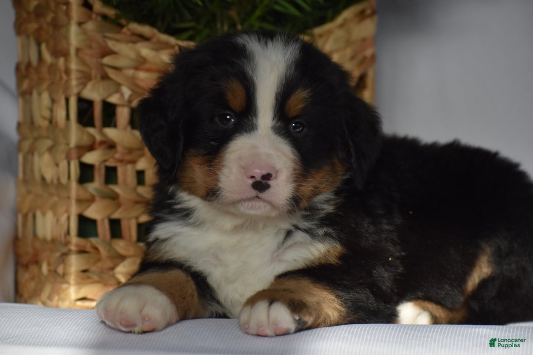 Bernese Mountain Dog dogs for sale: Ryder - Ad 7