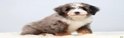 Mini Bernedoodle dogs for sale: Frisco  - Ad 3