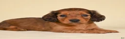 Miniature Dachshund dogs for sale: AKC Remmi - Ad 4