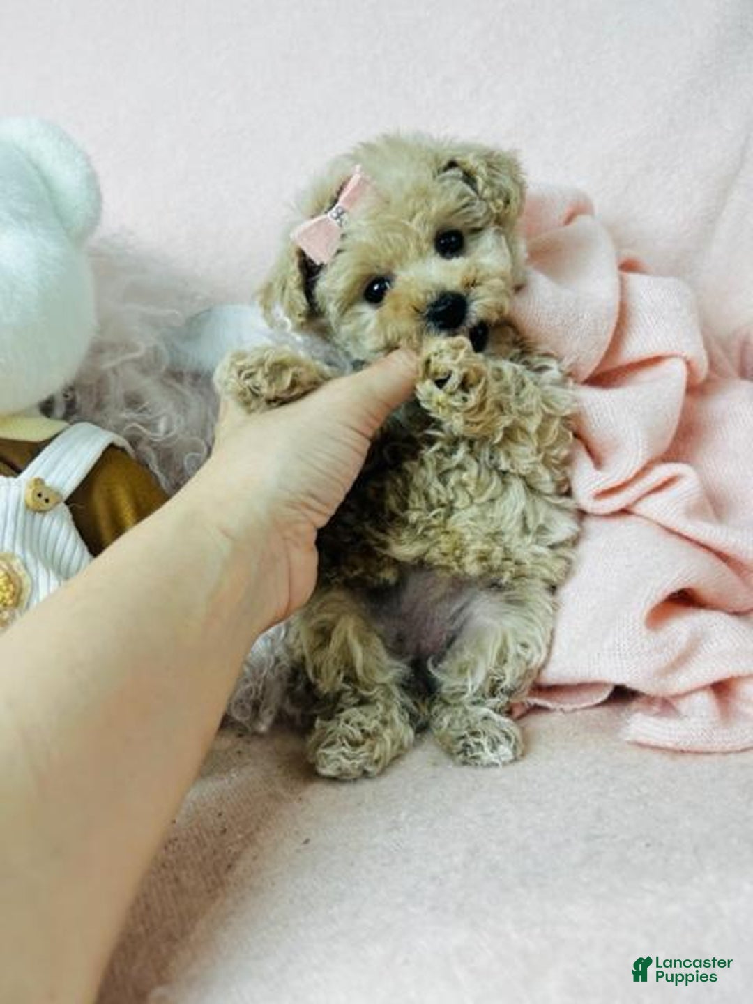 Teacup French Poodle Puppy For Sale Teacup Poodle Puppy For Sale