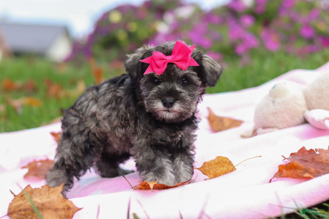 Miniature Schnauzer dogs for sale: Charity - Ad 9