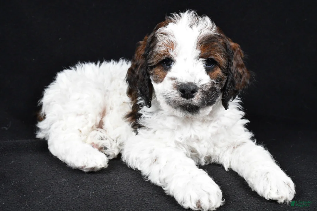Cockapoo dogs for sale: Denver - Ad 1