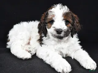 Cockapoo dogs Denver - Ad 6