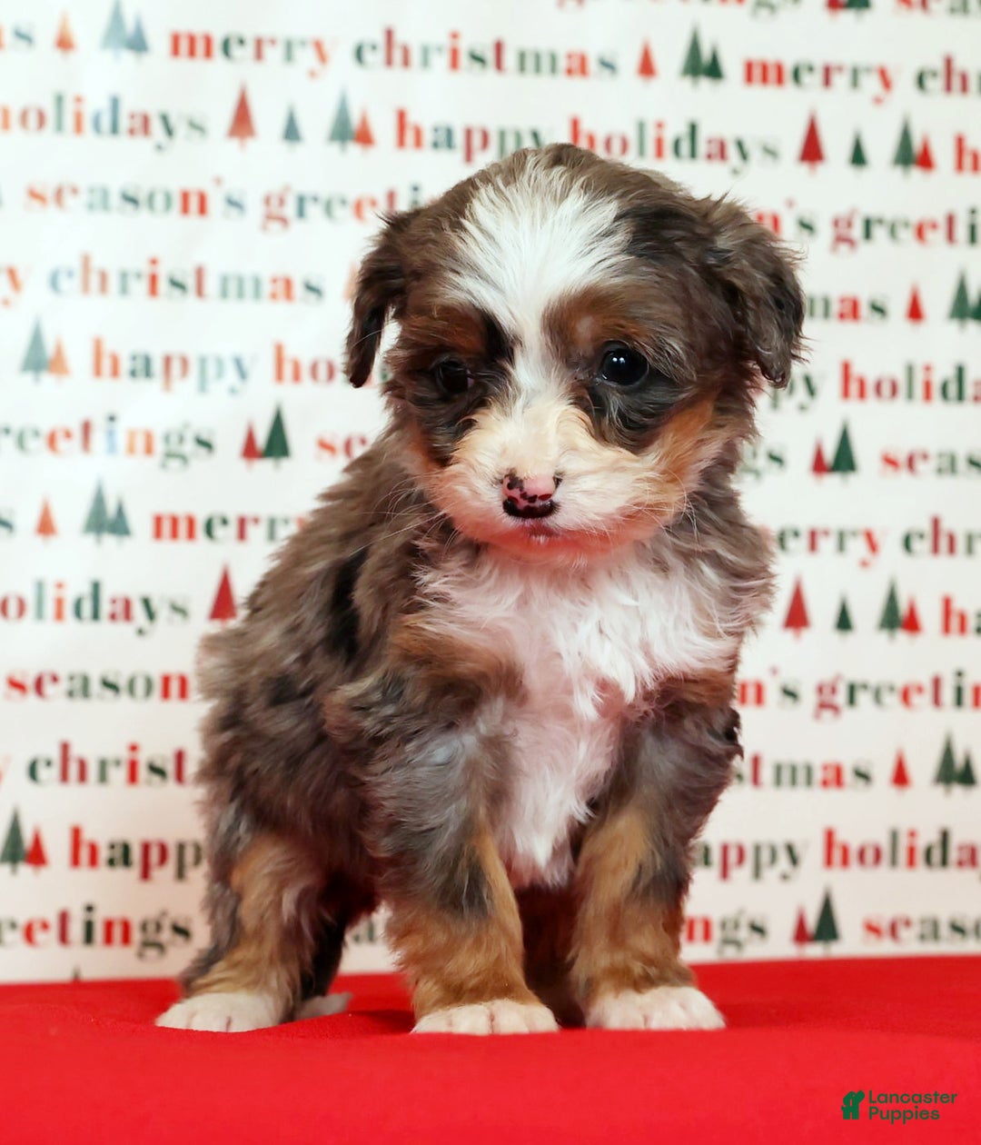 Mini Bernedoodle dogs for sale: Angel - Ad 7