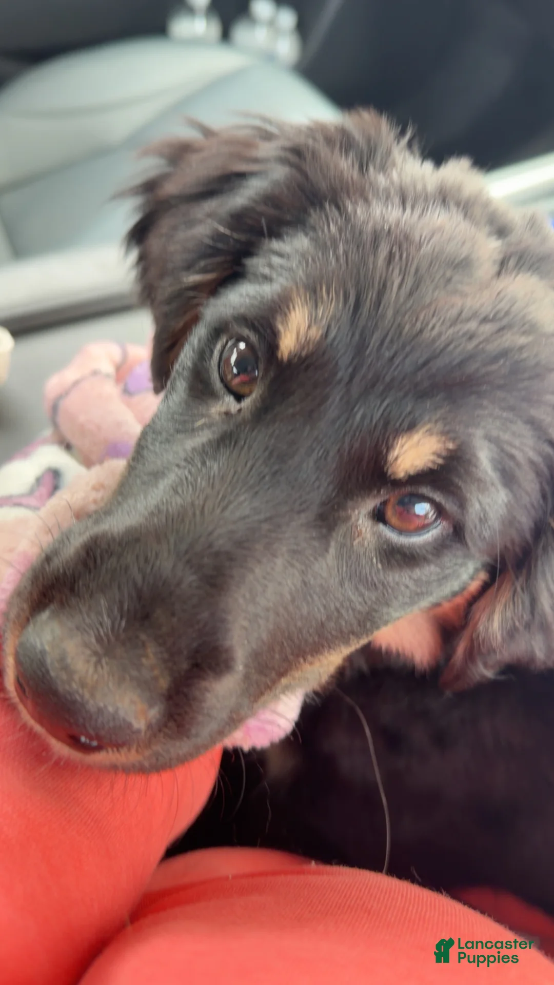 Border Collie dogs for sale: Malia - Ad 3