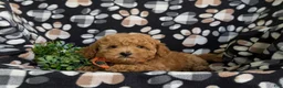 Toy Poodle dogs for sale: Northrop 9 lbs Full Grown - Ad 4