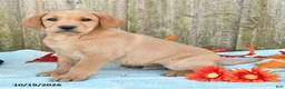 Labrador Retriever dogs for sale: Tucker - Ad 2