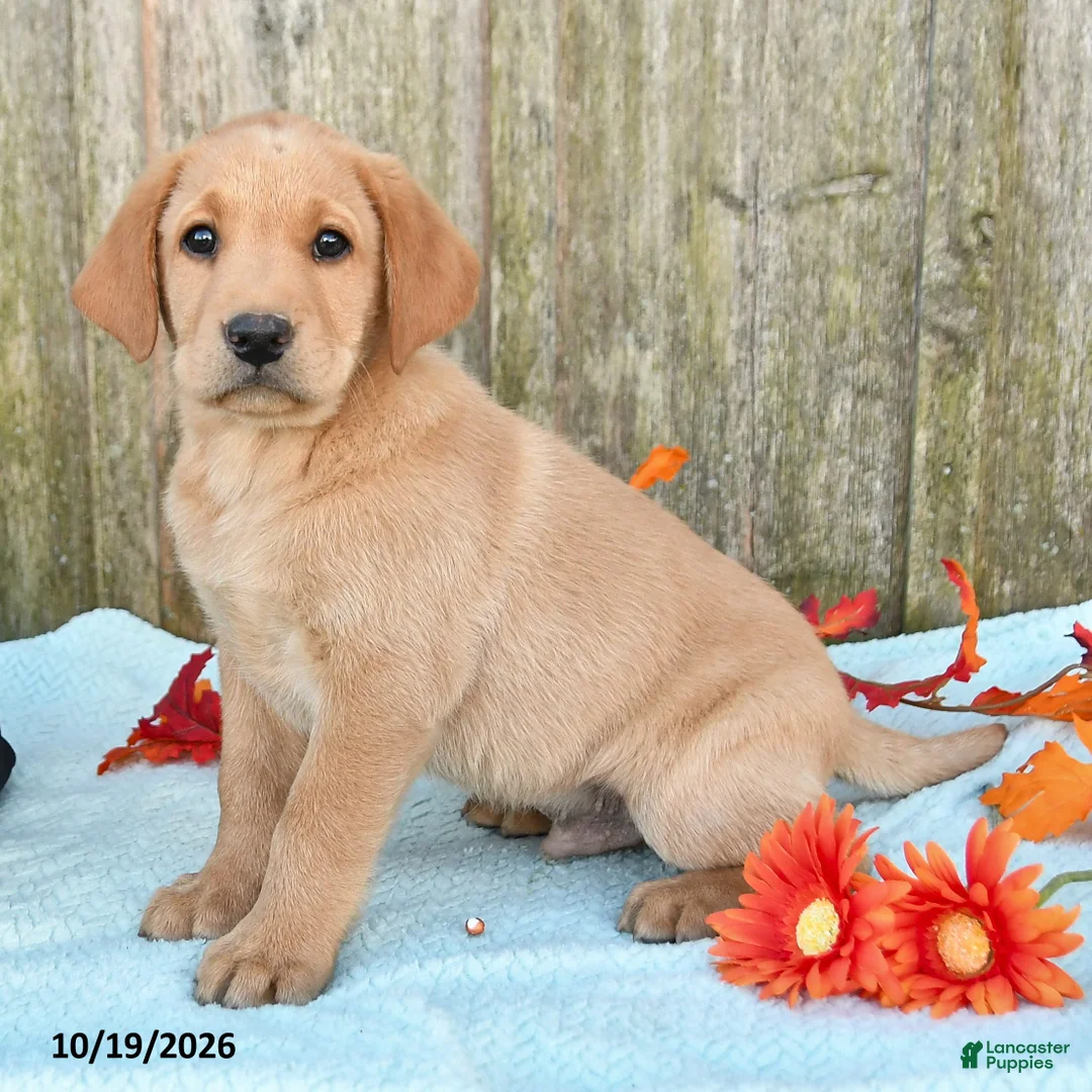 Labrador Retriever dogs for sale: Tucker - Ad 2