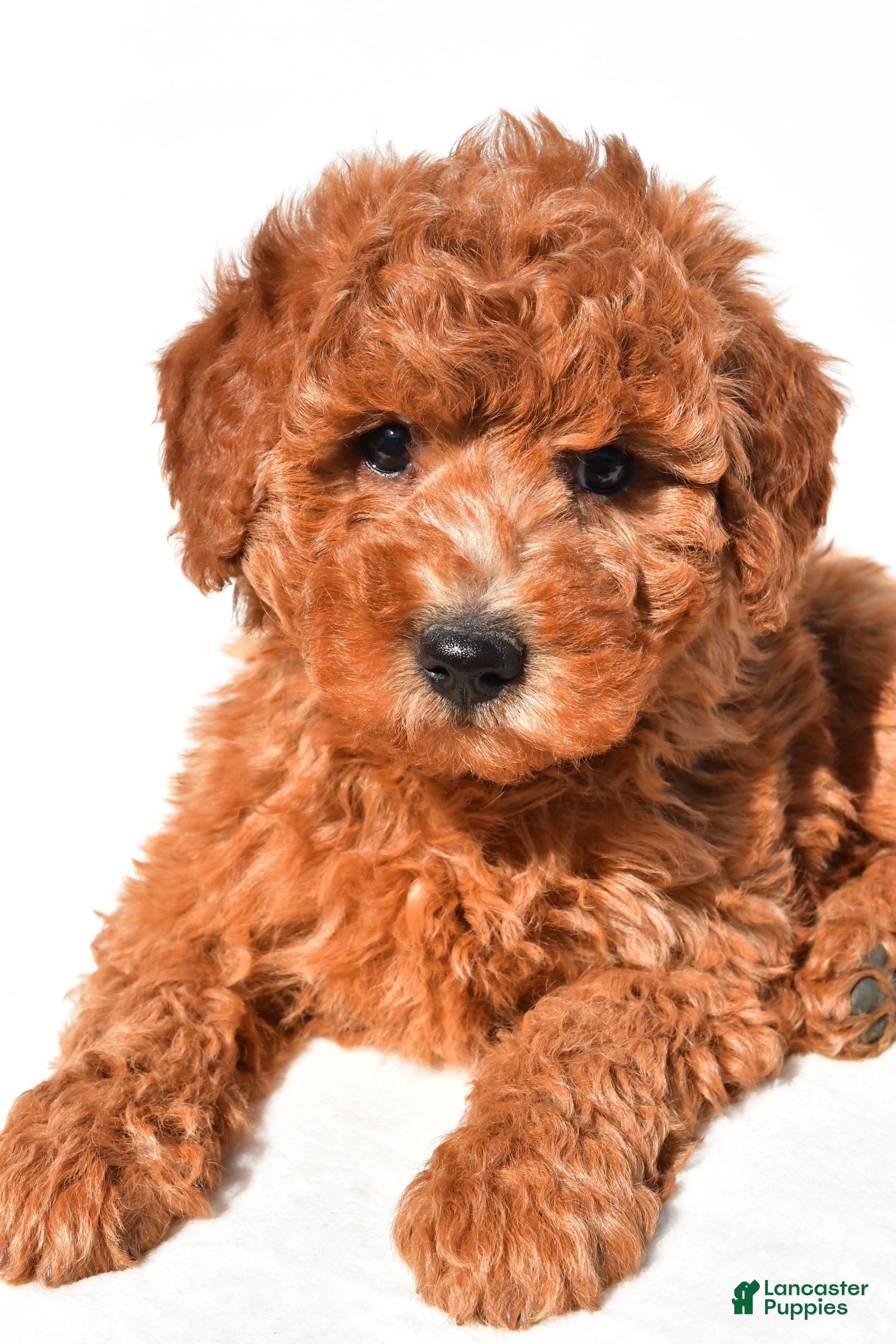 Mini Goldendoodle dogs Miley - Ad 2