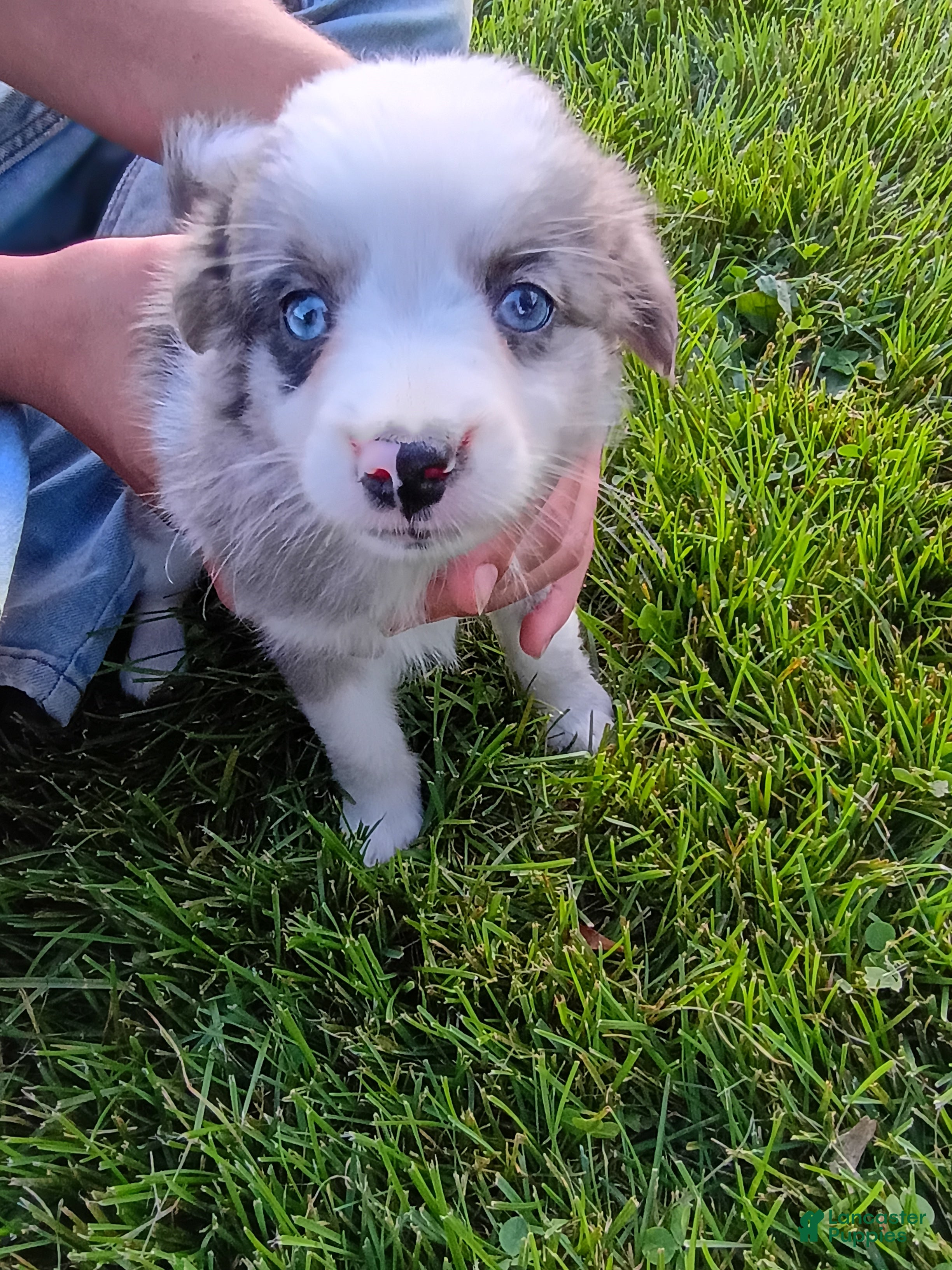 Mini Aussiedoodle dogs Misty - Ad 1