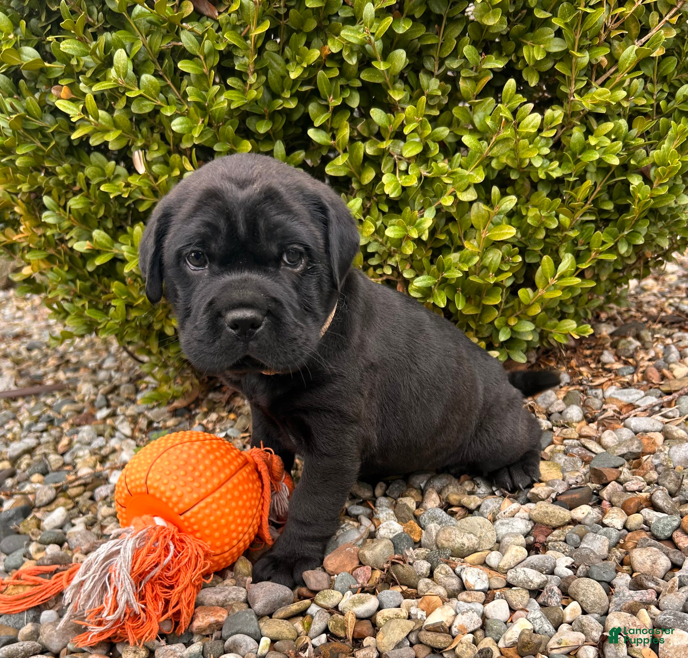 Mini Hippo dogs Indie - Ad 2