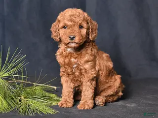 Cockapoo dogs Pansy - Ad 10