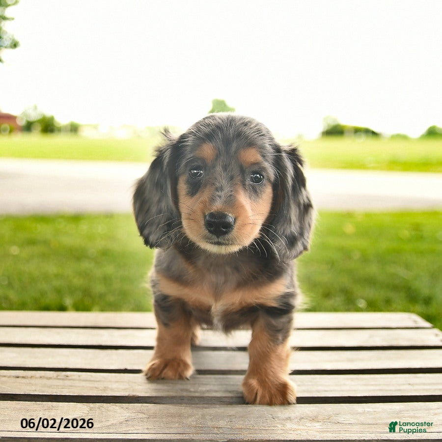 Miniature Dachshund dogs for sale: North  - Ad 3