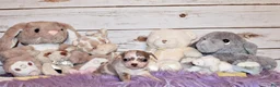 Chihuahua dogs for sale: Dover - Ad 4