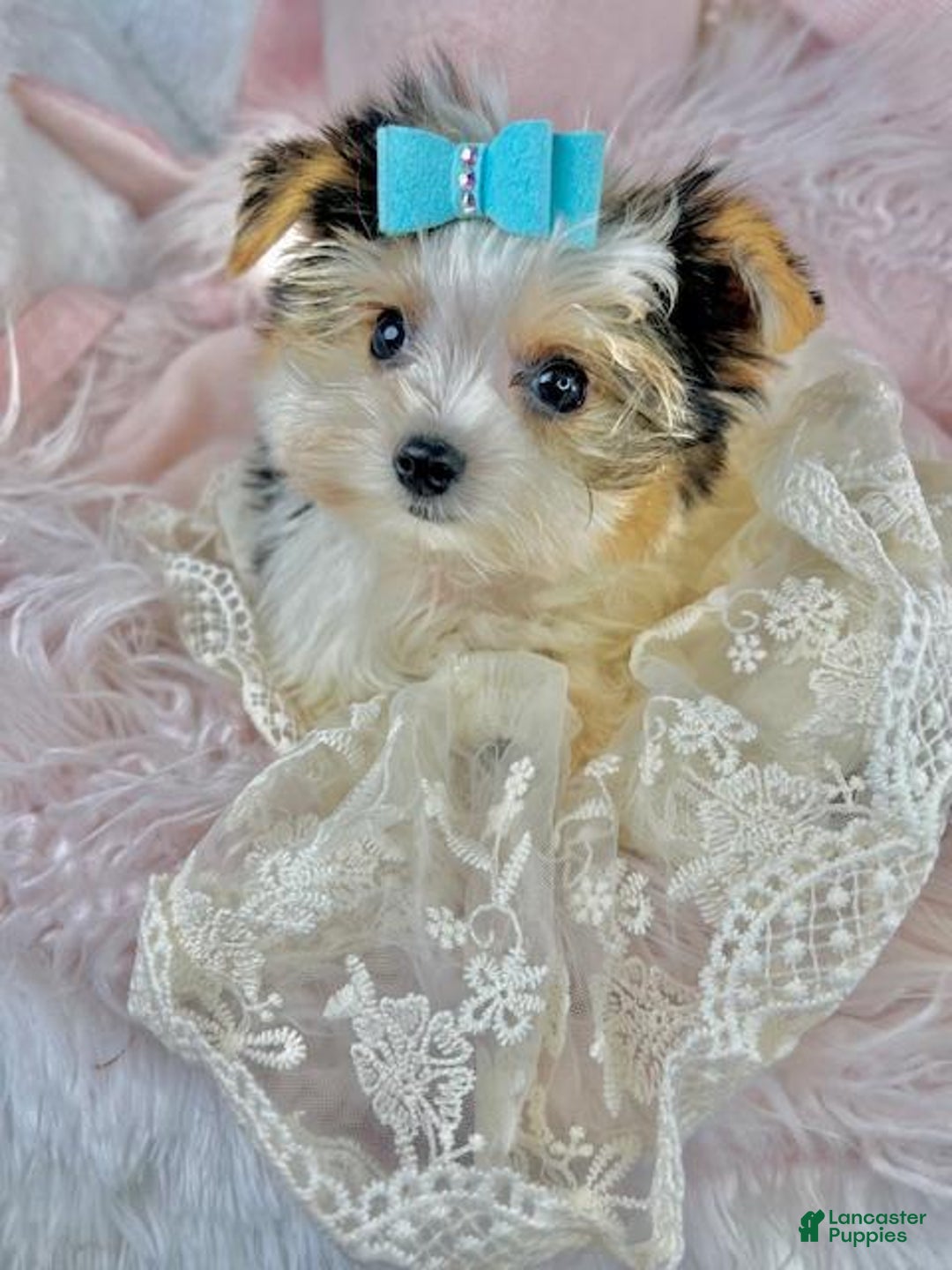 Yorkshire Terrier dogs for sale: Yorkshire Terrier Puppy 1 - Ad 2