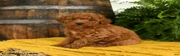 Toy Poodle dogs for sale: Newton - Ad 3
