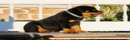 Rottweiler dogs for sale: Stella - Ad 3