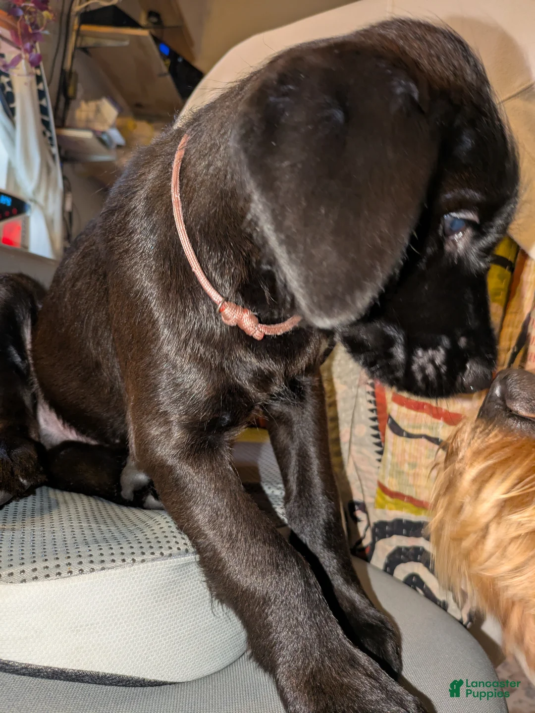 Mixed Breed dogs for sale: Pinkie - Ad 2