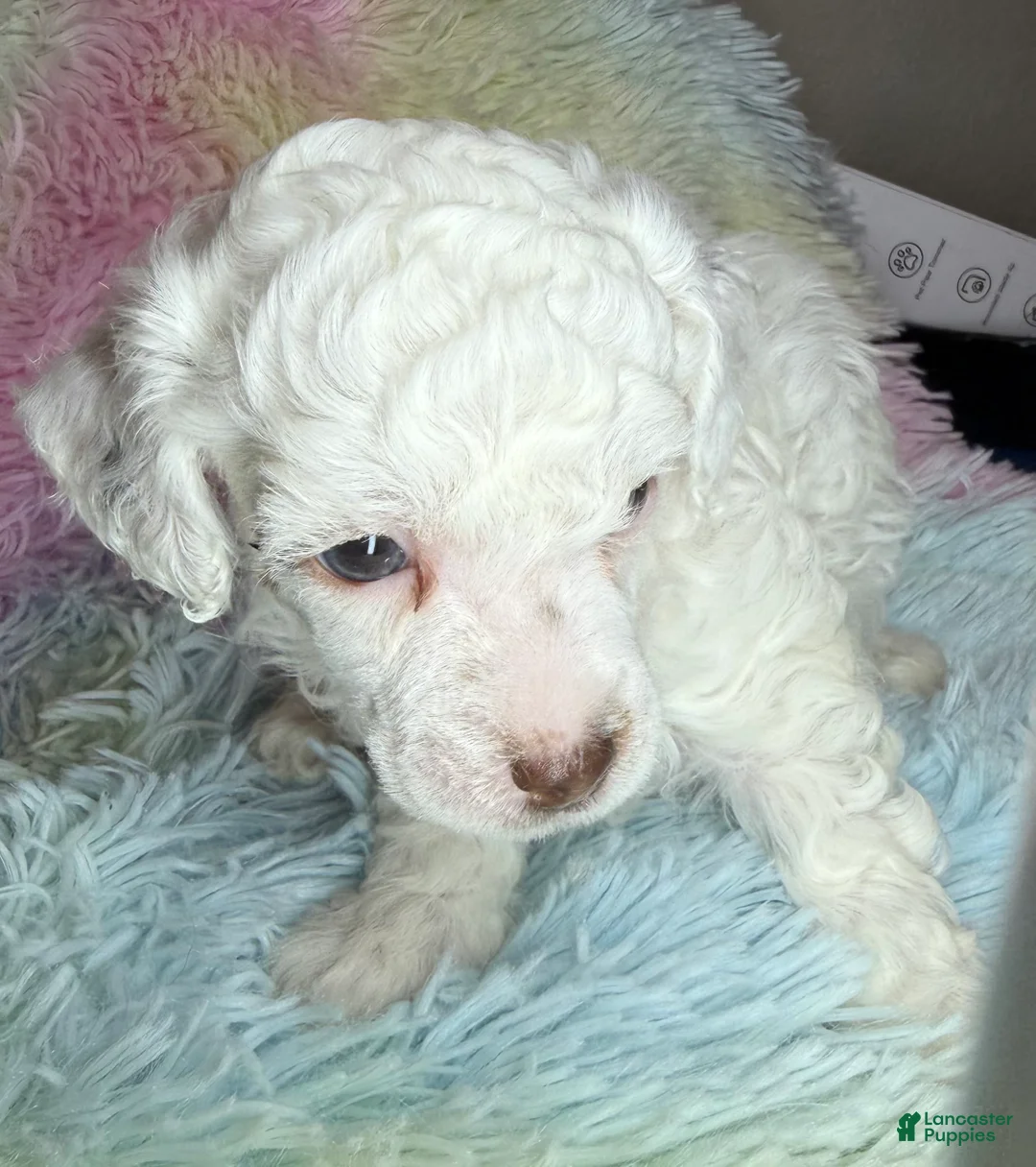 Toy Poodle dogs for sale: AKC Alfalfa - Ad 2