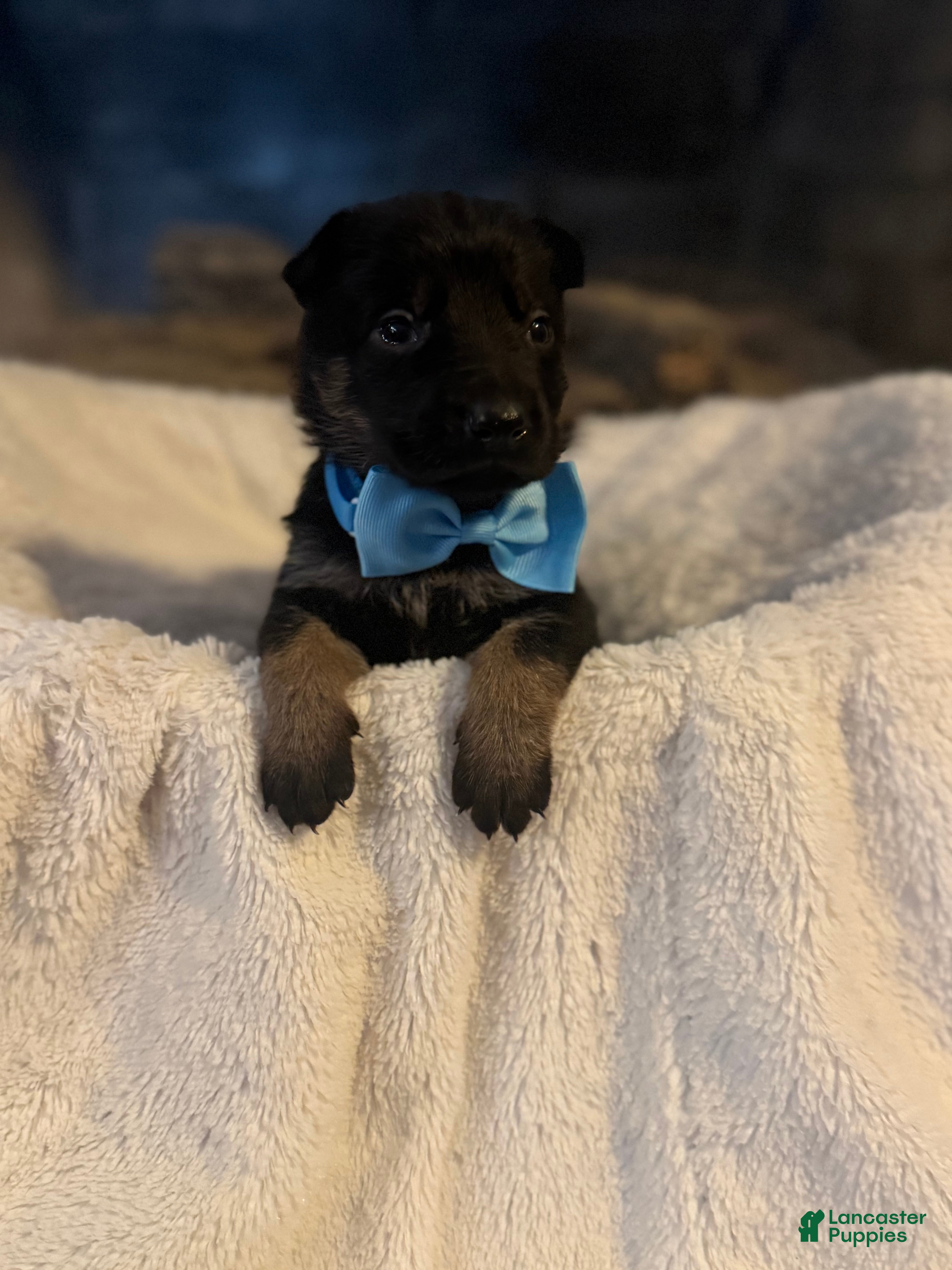 German Shepherd dogs Tesla - Ad 35