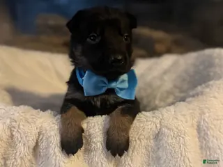 German Shepherd dogs Tesla - Ad 16