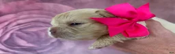 French Bulldog dogs for sale: French Bulldog 3 - Ad 4