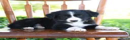 Border Collie dogs for sale: Luis - Ad 3