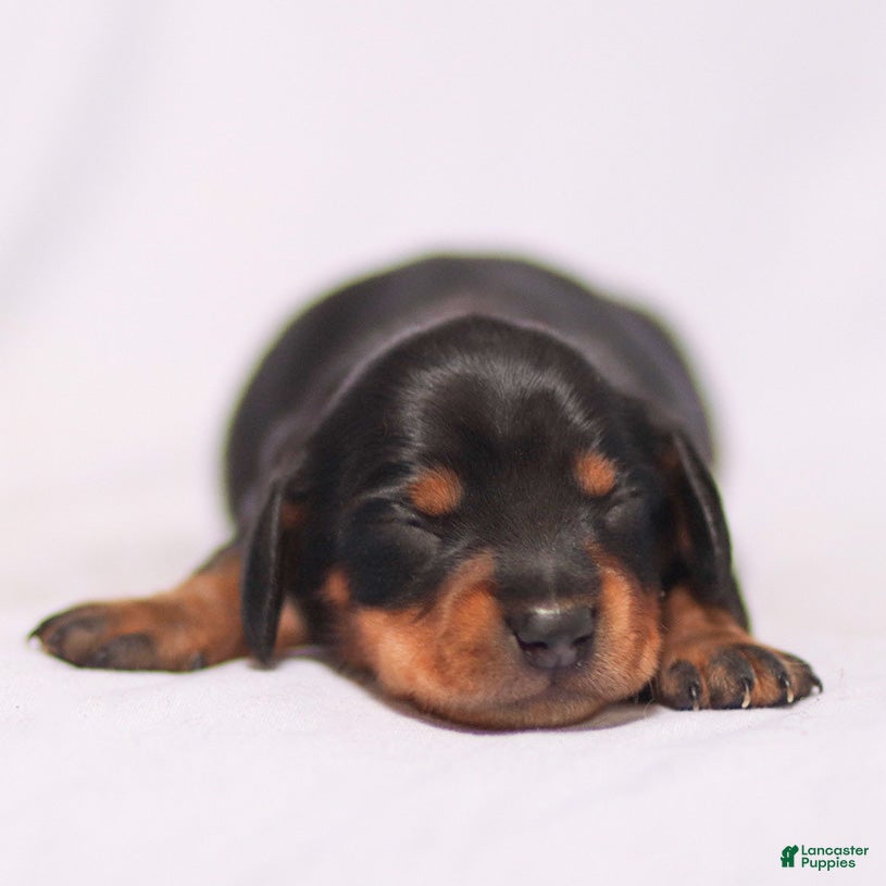 Miniature Dachshund dogs Darling the Miniature Dachshund Puppy - Ad 2