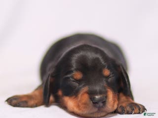 Miniature Dachshund dogs Darling the Miniature Dachshund Puppy - Ad 2