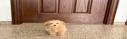 Maltipoo dogs for sale: Maltipoo Female Puppy 4 - Ad 8