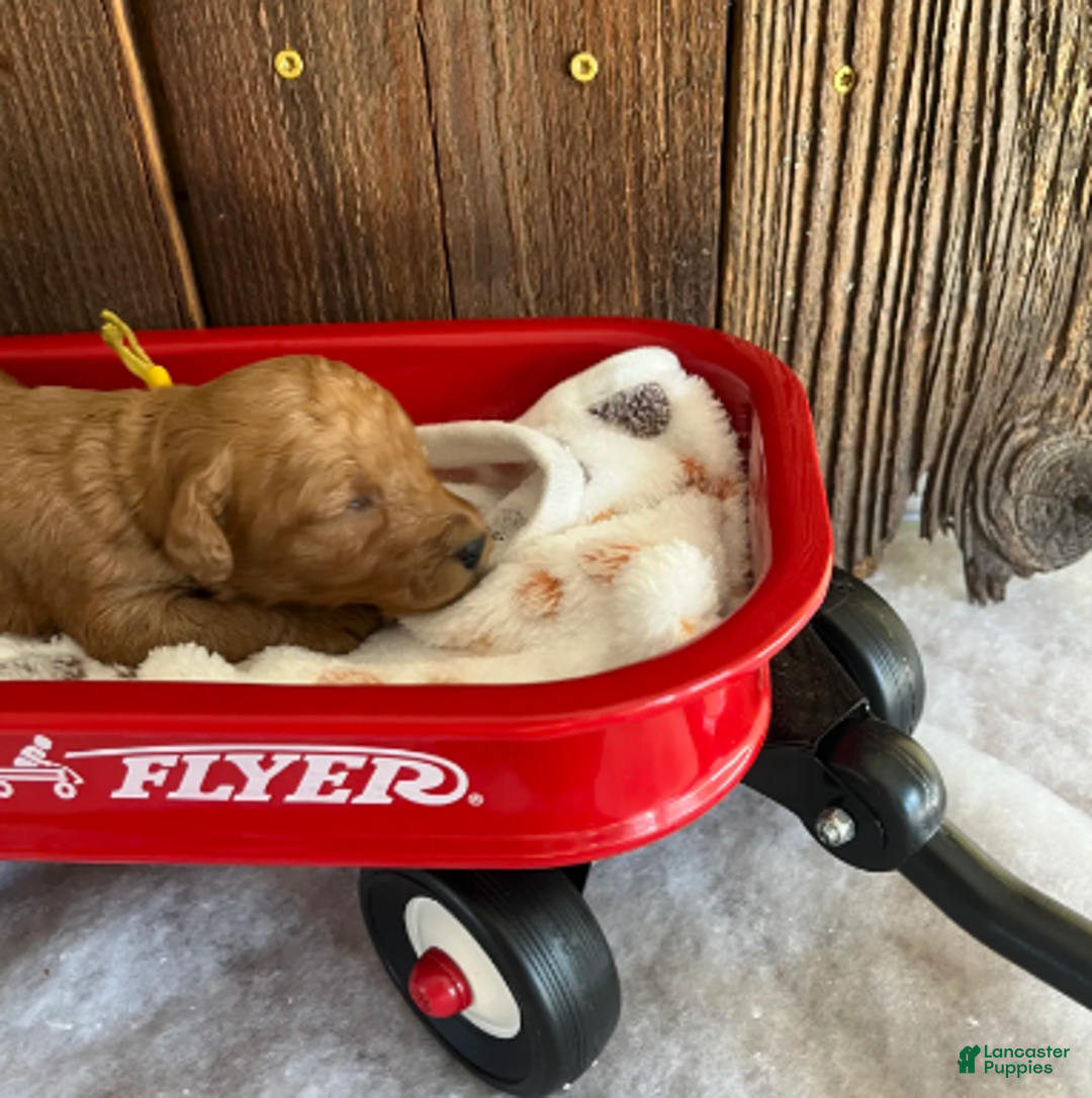 Mini Goldendoodle dogs for sale: Poptart - Ad 3