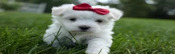 Maltese dogs for sale: MURPHY - Ad 5