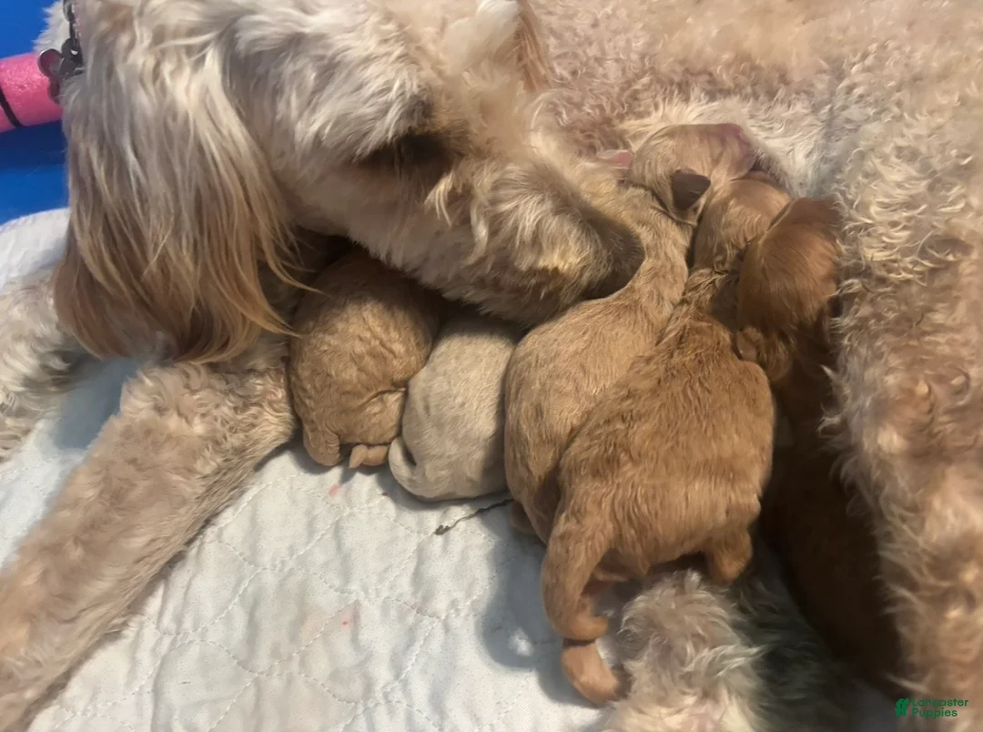 Goldendoodle dogs for sale: Simba - Ad 2