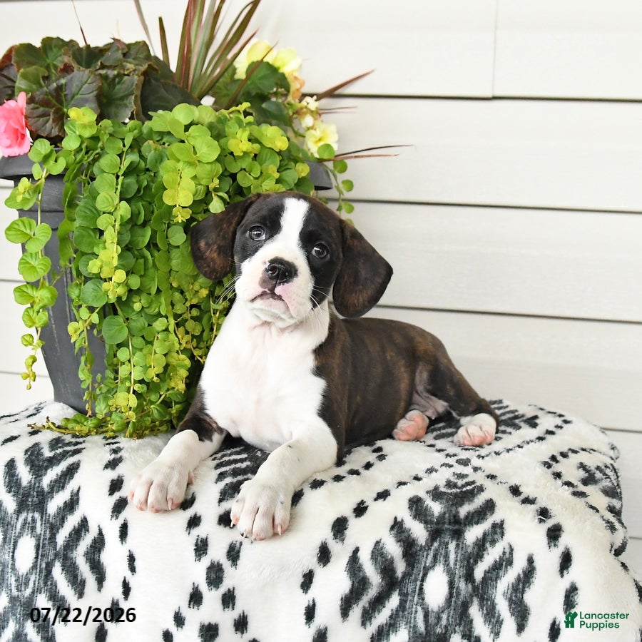Beaglier dogs Misty - Ad 1