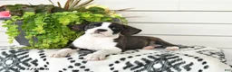 Beaglier dogs for sale: Misty - Ad 1