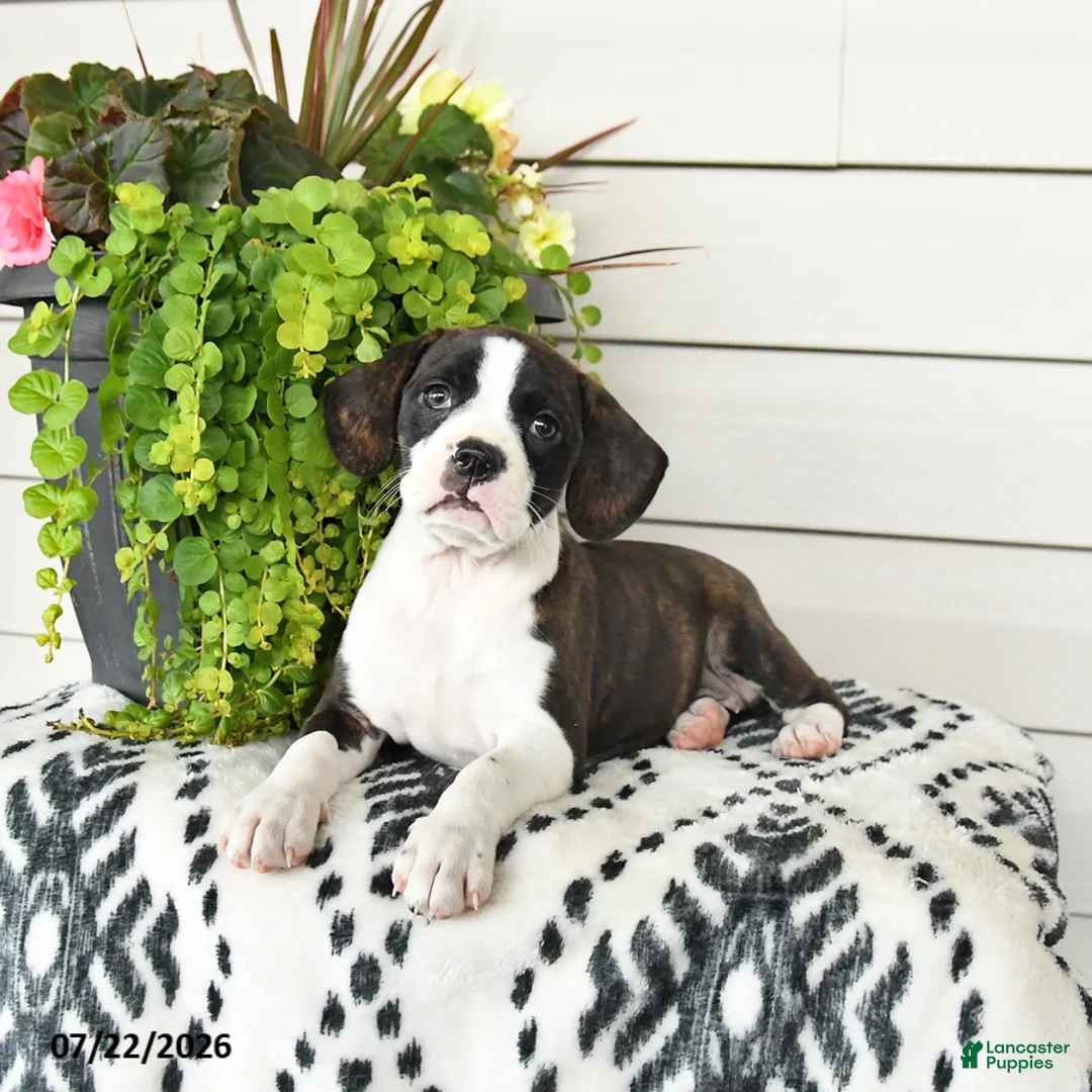 Beaglier dogs for sale: Misty - Ad 1