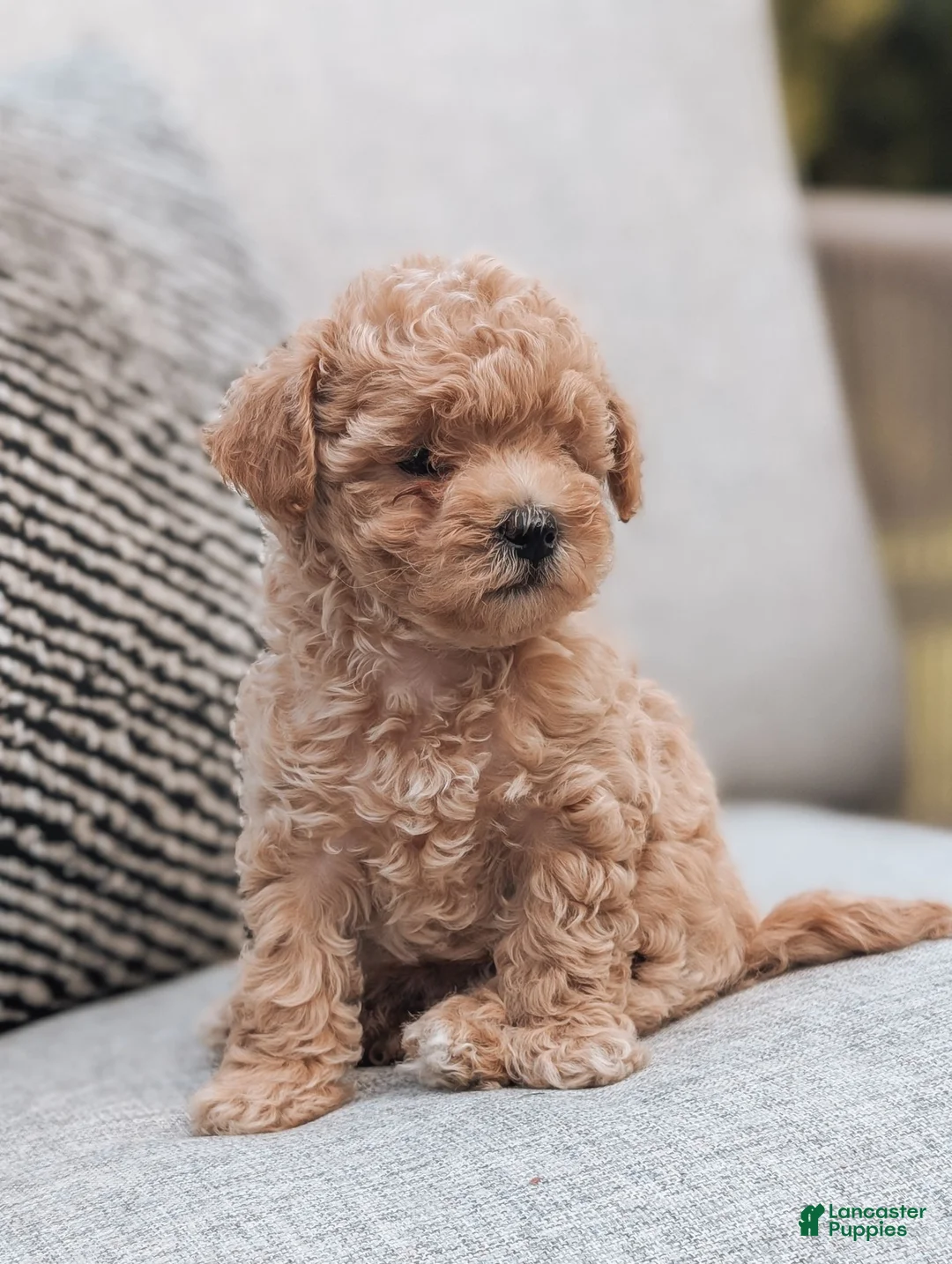Maltipoo dogs for sale: Chloe  - Ad 5