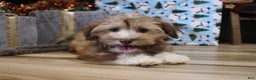 Havanese dogs for sale: CoCo - Ad 2