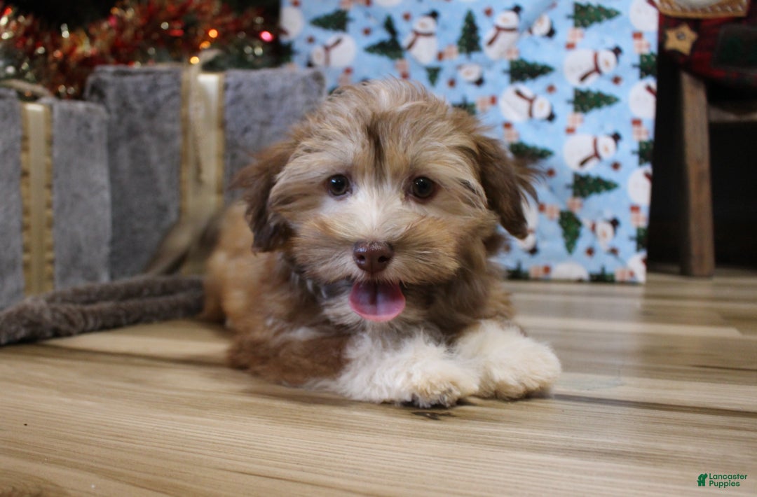 Havanese dogs for sale: CoCo - Ad 2