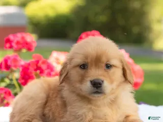 Golden Retriever dogs for sale: Sofia - Ad 2